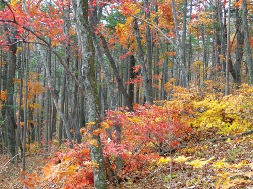 Иллюстрация к книге — Полосатая кошка, пятнистая кошка [i_150.jpg]