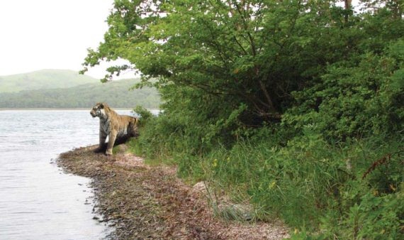 Иллюстрация к книге — Полосатая кошка, пятнистая кошка [i_151.jpg]