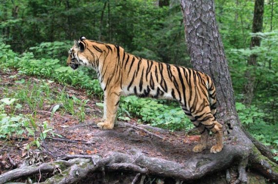 Иллюстрация к книге — Полосатая кошка, пятнистая кошка [i_152.jpg]