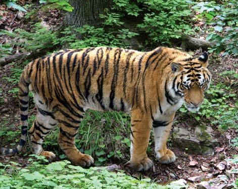 Иллюстрация к книге — Полосатая кошка, пятнистая кошка [i_154.jpg]