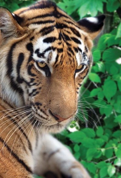 Иллюстрация к книге — Полосатая кошка, пятнистая кошка [i_156.jpg]