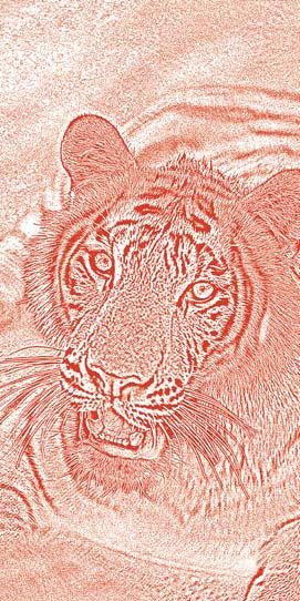 Иллюстрация к книге — Полосатая кошка, пятнистая кошка [i_158.jpg]