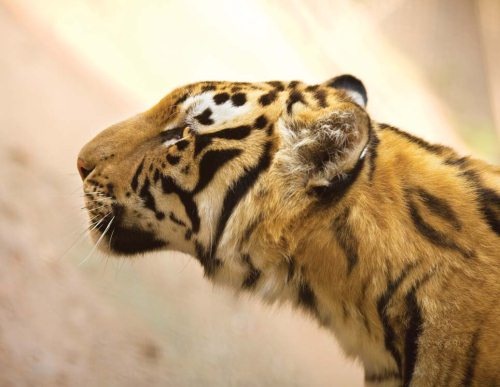 Иллюстрация к книге — Полосатая кошка, пятнистая кошка [i_164.jpg]