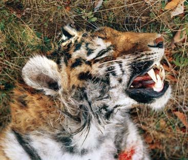 Иллюстрация к книге — Полосатая кошка, пятнистая кошка [i_168.jpg]