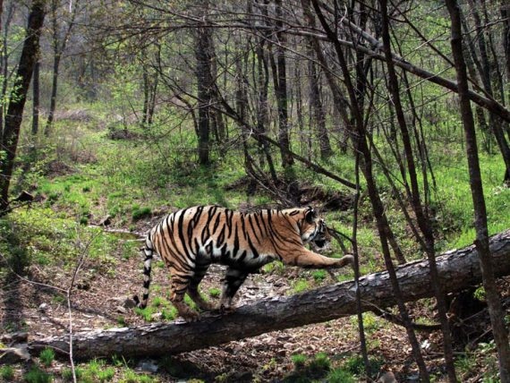 Иллюстрация к книге — Полосатая кошка, пятнистая кошка [i_177.jpg]