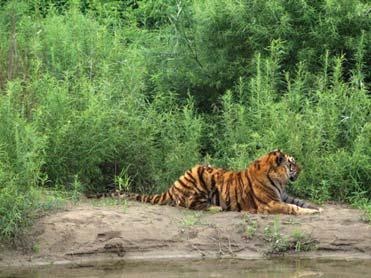 Иллюстрация к книге — Полосатая кошка, пятнистая кошка [i_181.jpg]