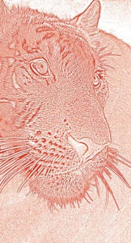 Иллюстрация к книге — Полосатая кошка, пятнистая кошка [i_183.jpg]