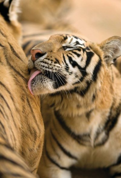 Иллюстрация к книге — Полосатая кошка, пятнистая кошка [i_184.jpg]