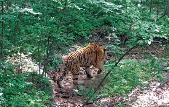 Иллюстрация к книге — Полосатая кошка, пятнистая кошка [i_189.jpg]