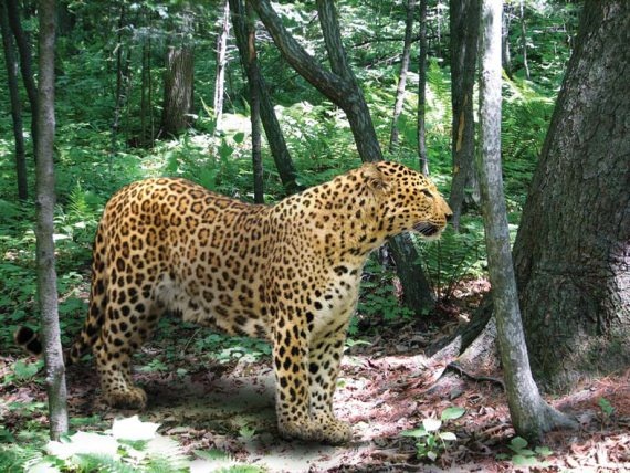 Иллюстрация к книге — Полосатая кошка, пятнистая кошка [i_196.jpg]