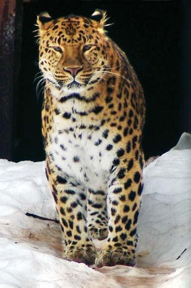 Иллюстрация к книге — Полосатая кошка, пятнистая кошка [i_199.jpg]