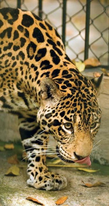 Иллюстрация к книге — Полосатая кошка, пятнистая кошка [i_200.jpg]