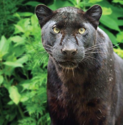 Иллюстрация к книге — Полосатая кошка, пятнистая кошка [i_201.jpg]