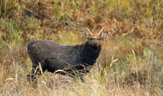 Иллюстрация к книге — Полосатая кошка, пятнистая кошка [i_202.jpg]