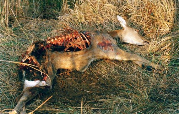 Иллюстрация к книге — Полосатая кошка, пятнистая кошка [i_206.jpg]