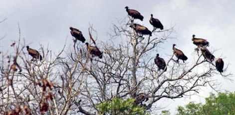 Иллюстрация к книге — Полосатая кошка, пятнистая кошка [i_207.jpg]