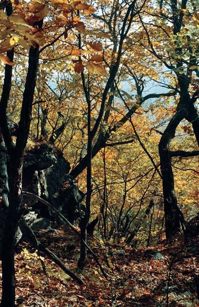 Иллюстрация к книге — Полосатая кошка, пятнистая кошка [i_209.jpg]