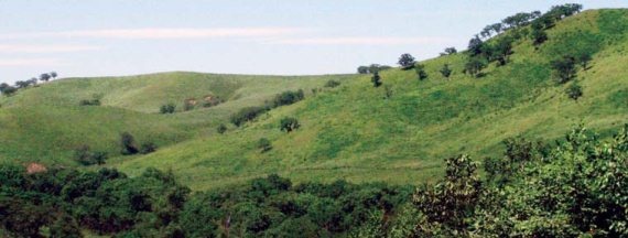 Иллюстрация к книге — Полосатая кошка, пятнистая кошка [i_212.jpg]