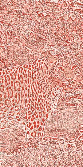 Иллюстрация к книге — Полосатая кошка, пятнистая кошка [i_213.jpg]