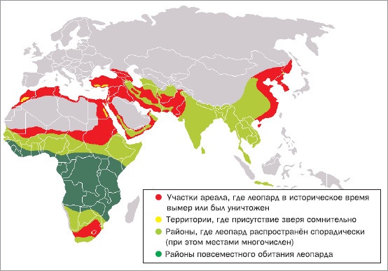 Иллюстрация к книге — Полосатая кошка, пятнистая кошка [i_215.jpg]