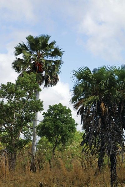 Иллюстрация к книге — Полосатая кошка, пятнистая кошка [i_216.jpg]