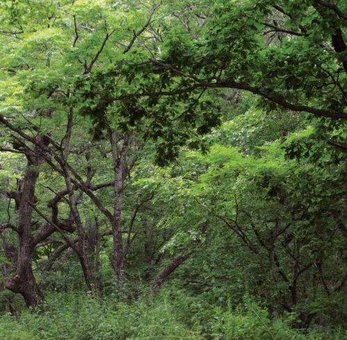 Иллюстрация к книге — Полосатая кошка, пятнистая кошка [i_218.jpg]