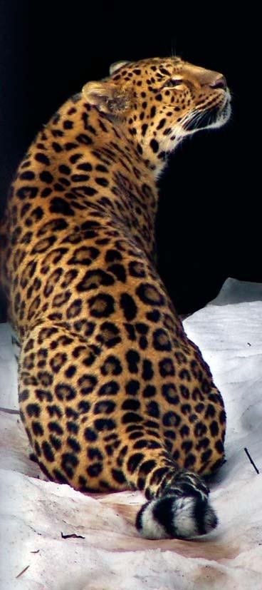 Иллюстрация к книге — Полосатая кошка, пятнистая кошка [i_219.jpg]