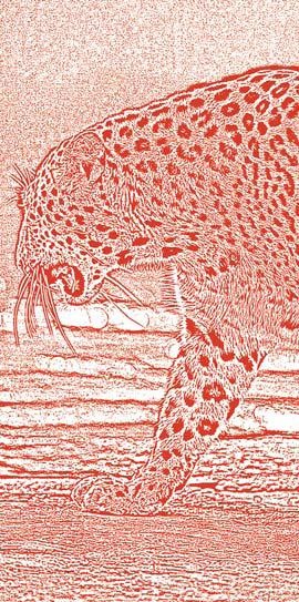 Иллюстрация к книге — Полосатая кошка, пятнистая кошка [i_220.jpg]