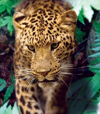 Иллюстрация к книге — Полосатая кошка, пятнистая кошка [i_223.jpg]