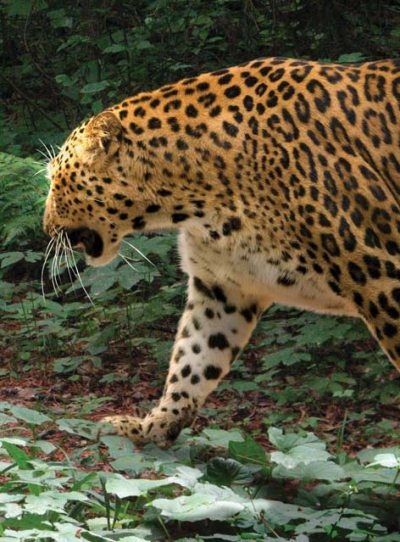 Иллюстрация к книге — Полосатая кошка, пятнистая кошка [i_253.jpg]