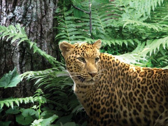 Иллюстрация к книге — Полосатая кошка, пятнистая кошка [i_254.jpg]