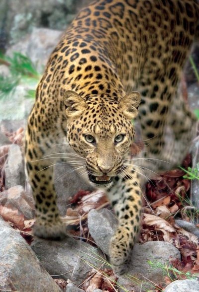 Иллюстрация к книге — Полосатая кошка, пятнистая кошка [i_260.jpg]