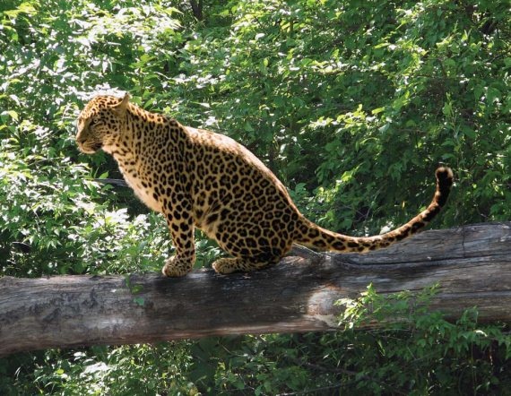 Иллюстрация к книге — Полосатая кошка, пятнистая кошка [i_263.jpg]