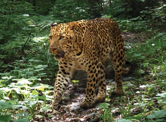 Иллюстрация к книге — Полосатая кошка, пятнистая кошка [i_264.jpg]