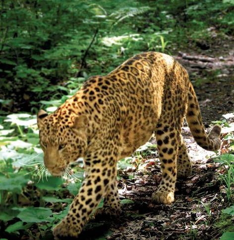 Иллюстрация к книге — Полосатая кошка, пятнистая кошка [i_271.jpg]