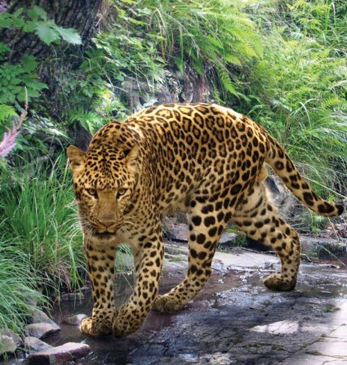 Иллюстрация к книге — Полосатая кошка, пятнистая кошка [i_274.jpg]