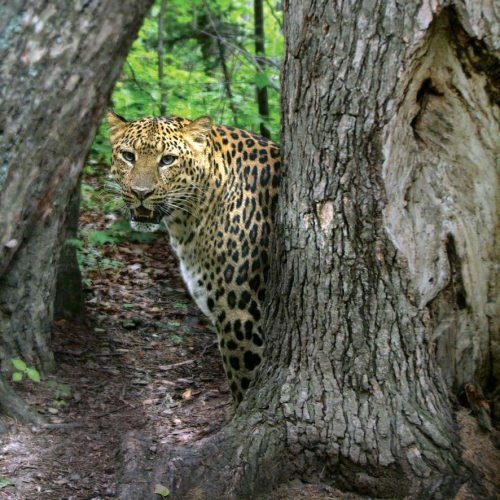 Иллюстрация к книге — Полосатая кошка, пятнистая кошка [i_279.jpg]