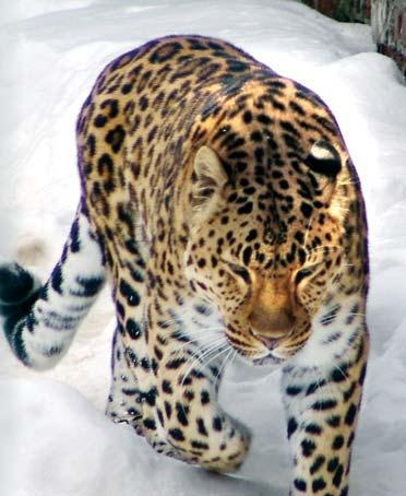 Иллюстрация к книге — Полосатая кошка, пятнистая кошка [i_280.jpg]