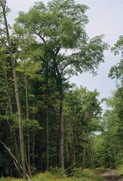 Иллюстрация к книге — Полосатая кошка, пятнистая кошка [i_284.jpg]