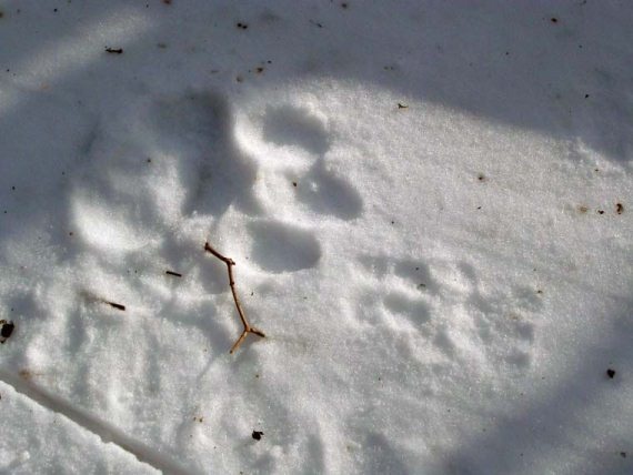 Иллюстрация к книге — Полосатая кошка, пятнистая кошка [i_285.jpg]