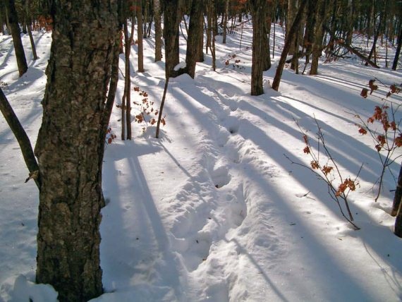 Иллюстрация к книге — Полосатая кошка, пятнистая кошка [i_286.jpg]