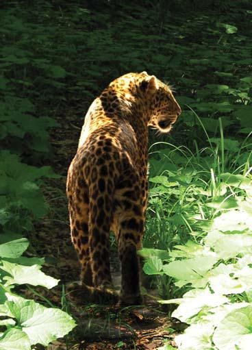 Иллюстрация к книге — Полосатая кошка, пятнистая кошка [i_300.jpg]