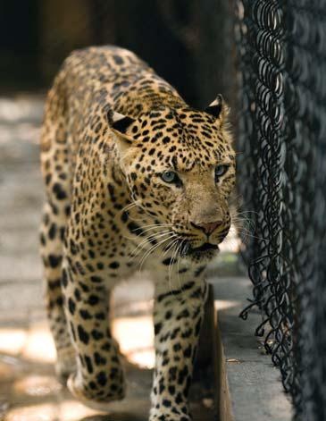 Иллюстрация к книге — Полосатая кошка, пятнистая кошка [i_307.jpg]