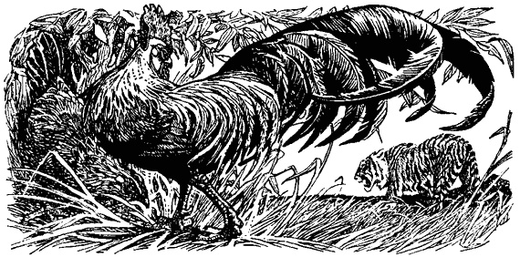 Иллюстрация к книге — Кумаонские людоеды [i_013.jpg]