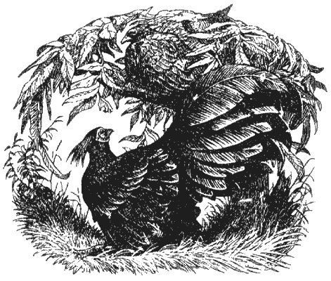 Иллюстрация к книге — Кумаонские людоеды [i_015.jpg]