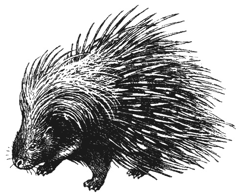 Иллюстрация к книге — Кумаонские людоеды [i_019.jpg]