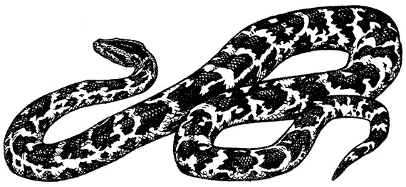 Иллюстрация к книге — Кумаонские людоеды [i_020.jpg]