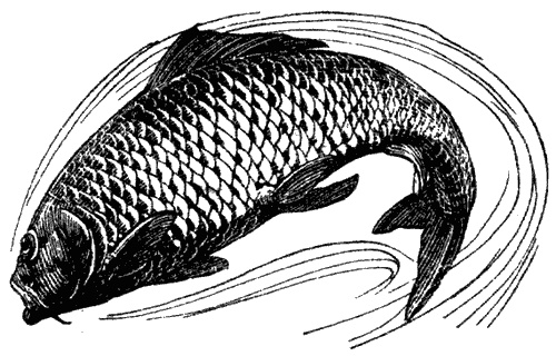 Иллюстрация к книге — Кумаонские людоеды [i_021.jpg]