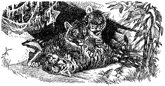 Иллюстрация к книге — Кумаонские людоеды [i_025.jpg]