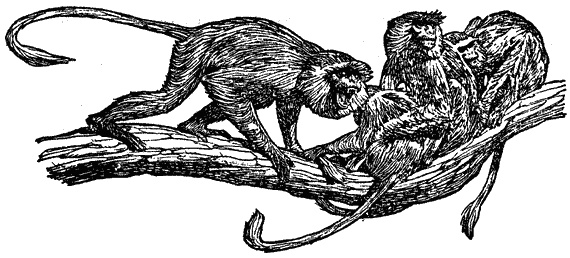 Иллюстрация к книге — Кумаонские людоеды [i_031.jpg]